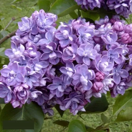 Сирень АМИ ШОТТ в Хабаровске