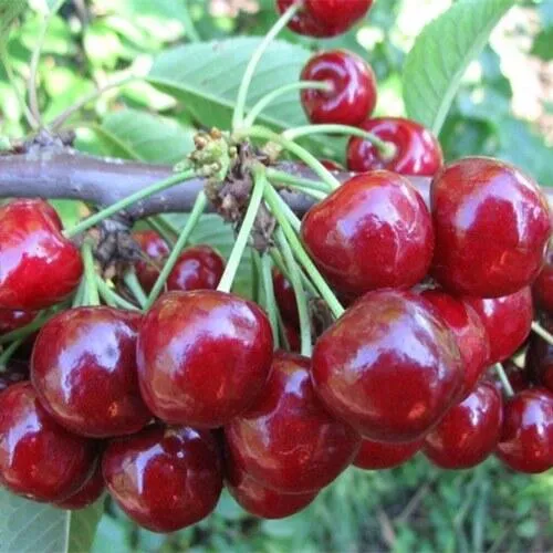 Вишня ДЕСЕРТНАЯ МОРОЗОВОЙ в Хабаровске