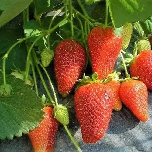 Клубника РОКСАНА в Хабаровске