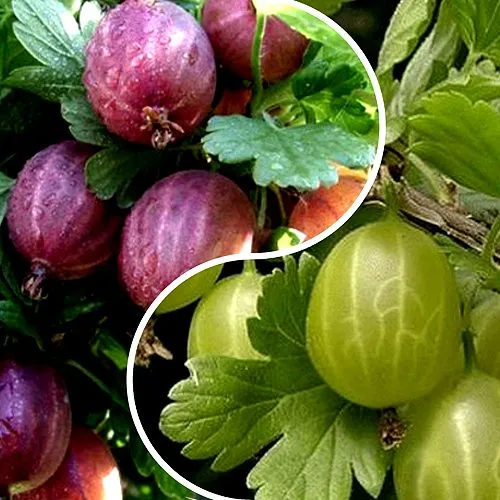Комплект РЕДКИЙ СЧАСТЛИВЧИК в Хабаровске