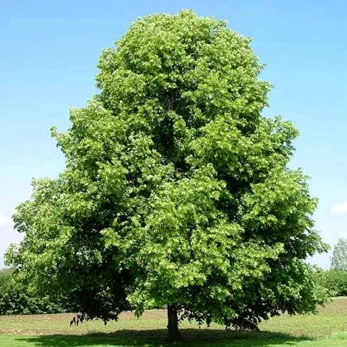 Липа мелколистная в Хабаровске