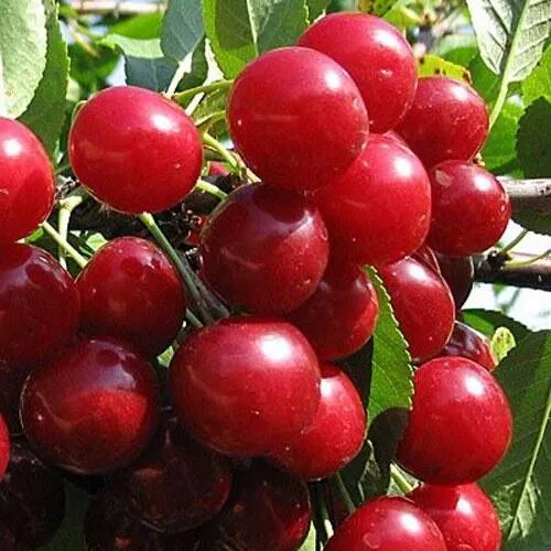 Вишня ГЛУБОКСКАЯ в Хабаровске
