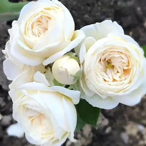 Роза АРТЕМИС шраб в Хабаровске