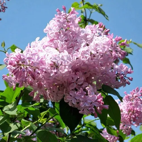 Сирень БУФФОН в Хабаровске